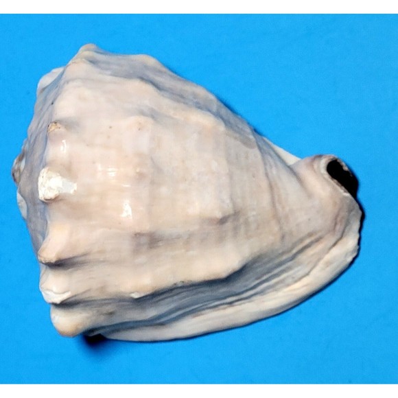 Queen Helmet Seashell Horned Gulf Conch Elaborate Opening 5" X 4" VGC! #A - Picture 4 of 10